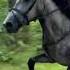 Галоп в лесу Equestrain лошади Horse рекомендации рек Horsetrack Subscribe конныйспорт