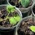Every Leaf Tells A Story Siriusgardening Spring Greenthumb