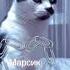 Cat Cats Cute Marsik Youtube