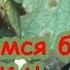 ЧУМА ТОМАТА уже на пороге ПРОСТОЙ и ПРИРОДНЫЙ способ победить кладоспориоз и другие болезни