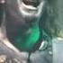 Powerwolf Kiss Of The Cobra King Winter Masters Of Rock 2019