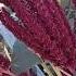 Red Amaranth