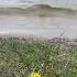 Lake Waves And Dandelion Flower