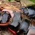 STAG BEETLE FIGHT HIRSCHKÄFERKAMPF Lucanus Cervus Cervus