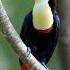 White Throated Toucan Birds Birdspecies Birdwatching Birdsounds