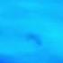 Grab Shell Dude Grover Screaming