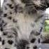 Snow Leopard Cub Cuteness Shorts Snowleopard