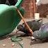 Pigeon Trap
