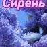 Марина Шишковская Сирень