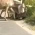 Donkey Attacked By Leopard At Doda