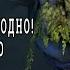 ТИНИ ЭТО МЕТА РАКОМ САКОМ Tiny саппорт 5ка 124 Саппорта ЧЕЛЕНДЖ