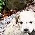 The Stray Puppy Clung To The Steps Crying Out With All Its Might Nearly Swept Away By The Flood