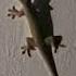 Lizard Sound