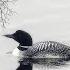 8 Hour Loon Call Soothing Sounds For Relaxation