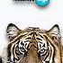 SOS THE TIGER TOOK DEAR JESSIE DR BOMBAY VS ROLLERGIRL PAOLO MONTI MASHUP 2023