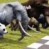 Big Race 30 Wild Animals Which Is The Fastest Animal CookieNey