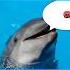 A Short Sound Of A Dolphin For Swearing A Mat Звук запикивания дельфин Звук из орла и решки