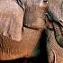 Elephants Family For Life My Animal Friends Pet Docs