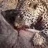 Leopardo Vs Jabali Leopard Vs Warthog African Wildlife In Action