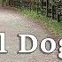 Dog TV Videos For Dogs To Watch Virtual Dog Walk In The Woods Dog Watch TV