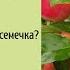 Можно ли вырастить яблоню из семечка
