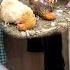 Bong And Her Mother S Life Became More Difficult When The Chickens On The Farm Got Sick