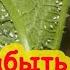 БЕЛОКРЫЛКА УЙДЕТ С УЧАСТКА Без этого не поможет и химия