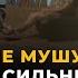 МОРАЛЬНІ ПОТРЕБИ СИЛА ВОЛІ АУТИЧНИЙ СПЕКТР І РДУГ СВОБОДА ВИБОРУ ЧОРНОМОРЕЦЬ