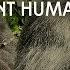 Gorilla Documentary Gorillas 98 6 Human Explore Films