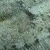 Flounder With The Wild Things Feat Dr Jerry Jackson
