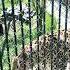 Leopard Walking By My Side Zoo Visit Leopard In Cage Leopard Zooanimals Animals