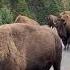 Buffalo Stampede In Yellowstone