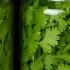 How To Store Cilantro For 1 Year Without Spoilage Part 3