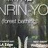 Shinrin Yoku Forest Bathing