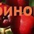 Рябина обыкновенная Рубиновая Sorbus Rubinovaya обзор как сажать саженцы рябины Рубиновая