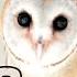Learn ABCs With Wild Animals Like Monkeys And Penguins