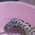 Leopard Gecko Eating Caterpillars Hongkong