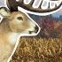 Hunting Opening Day For Whitetails Call Of The Wild 2024