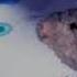 Bear Alpha Sam Is Wating For You Music Reposted
