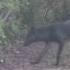 7 Coyotes This Morning On Sullivan S Island SC