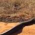 Huge Python Seen In Lephalale