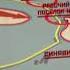 Карта гифка Операция Искра 1943 комментарий под видео