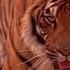 Shere Khan Jungle Book 1994 Sounds