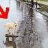 Kid S Genius Idea Saves Dog In Heavy Rain