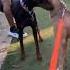 Doberman Attacks Pitbull Whose At Fault Nbf Nbfkennel Texas Doberman Pitbull Dogfight