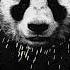 Desiigner Panda Ft Wiz Khalifa Remix