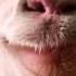 Goat Simulator Goat Chill TRAP REMIX