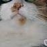 Cats обними не отпускай миниклип друг без друга нам никак