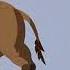 Cenozoic Animals Size Comparison With Music At The End