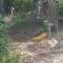 Ukraine Neporotovo Nature Forest Beach Stork